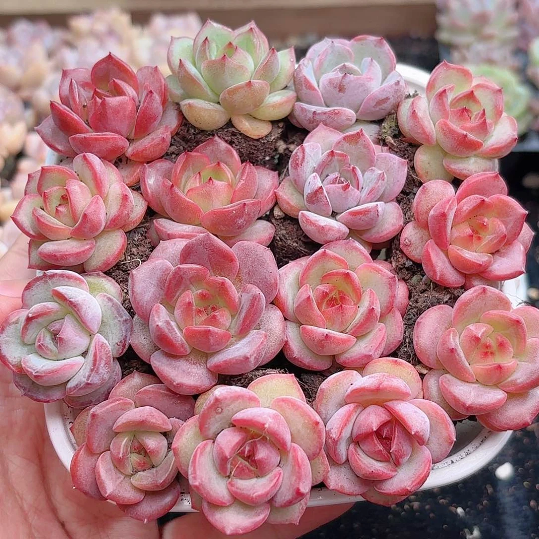 如图品质15颗红莓啵啵 新疆西藏内蒙不发货