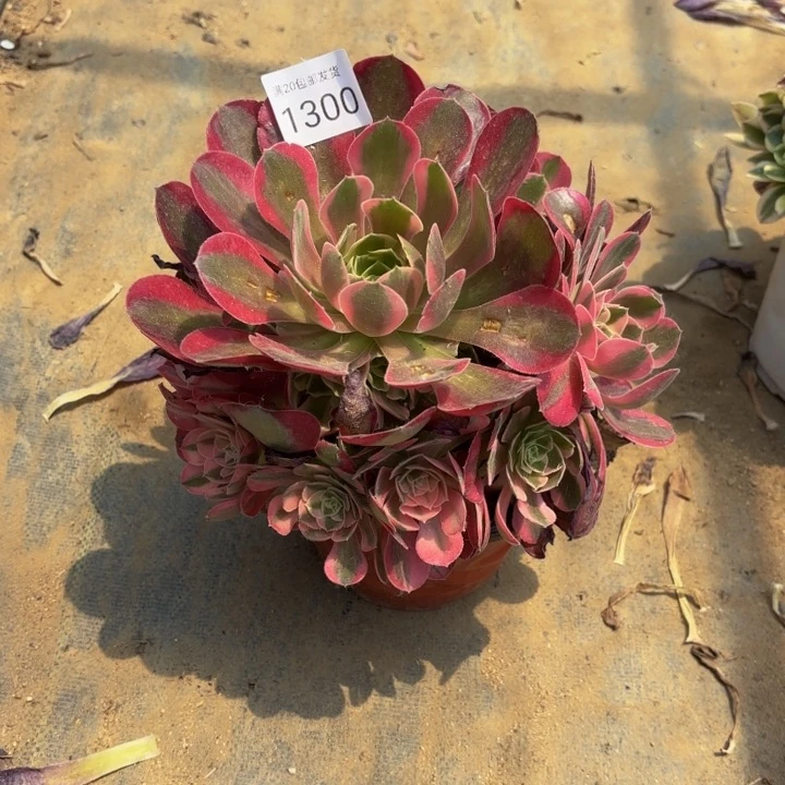 粉女巫多肉处理不包断头1300