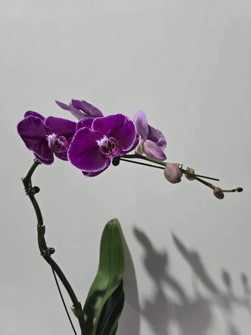 蝴蝶兰【大财主3.5寸加高杯】带花带花苞开花株发货