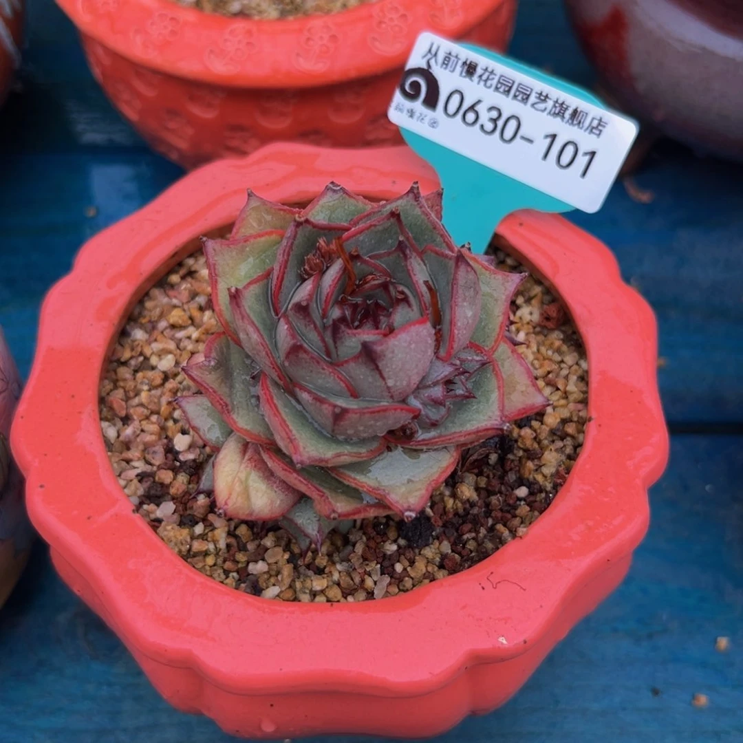 欢**2多肉一物一拍0630-101