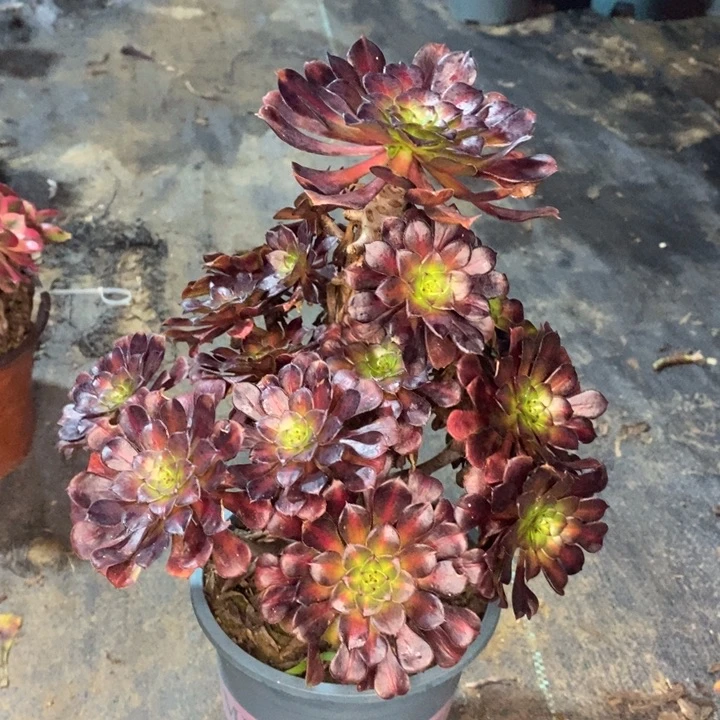 红桐中斑多肉植物47。