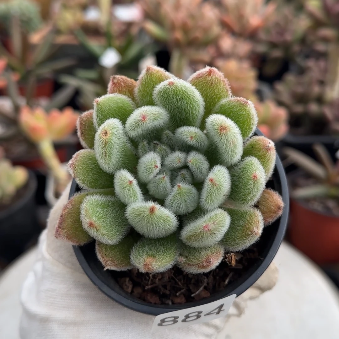 884号一物一拍一物一拍一物一拍