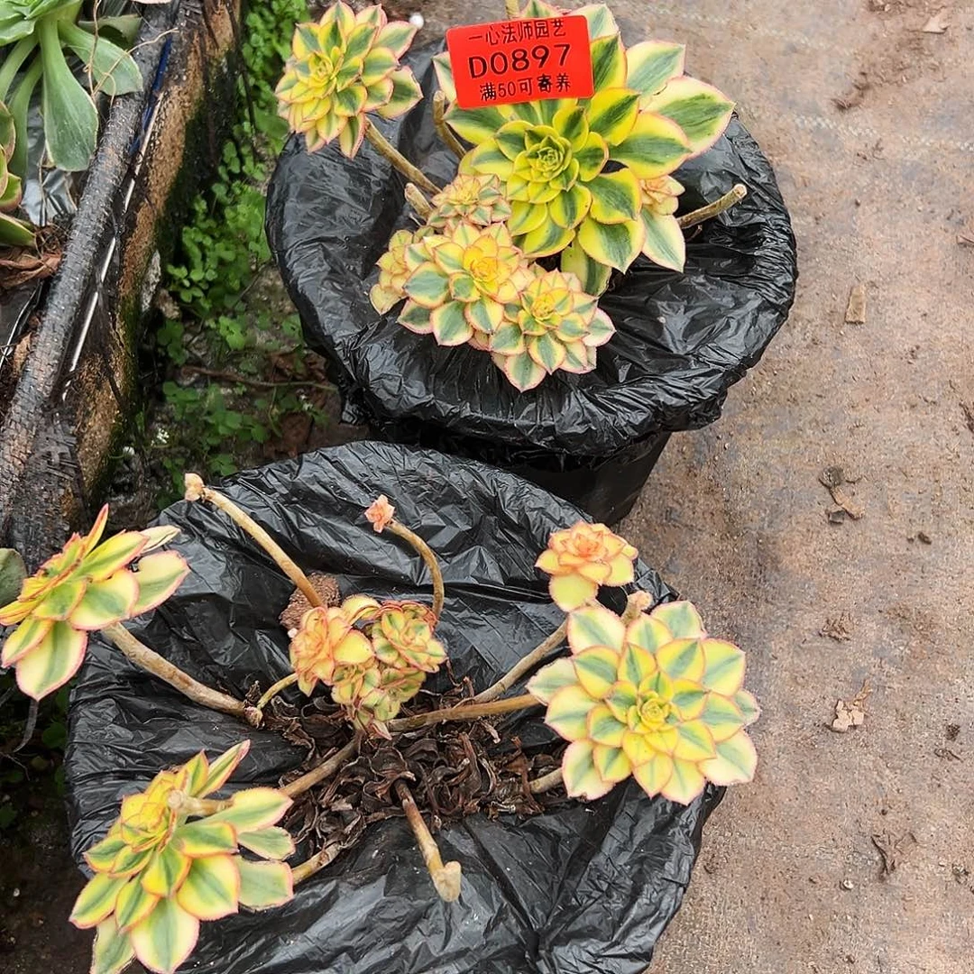 0897多肉植物太阳神