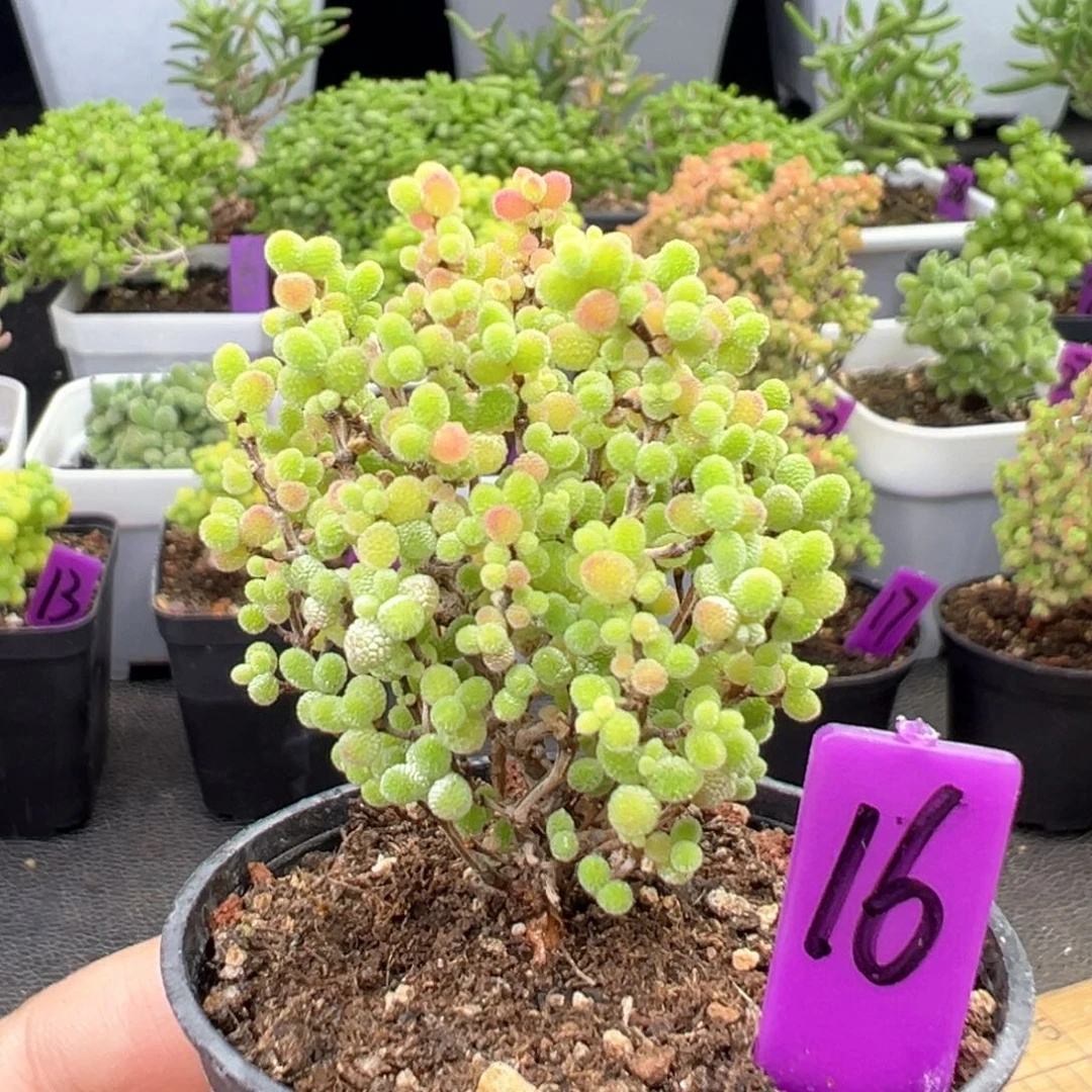 16号彩色蜜橘一物一拍