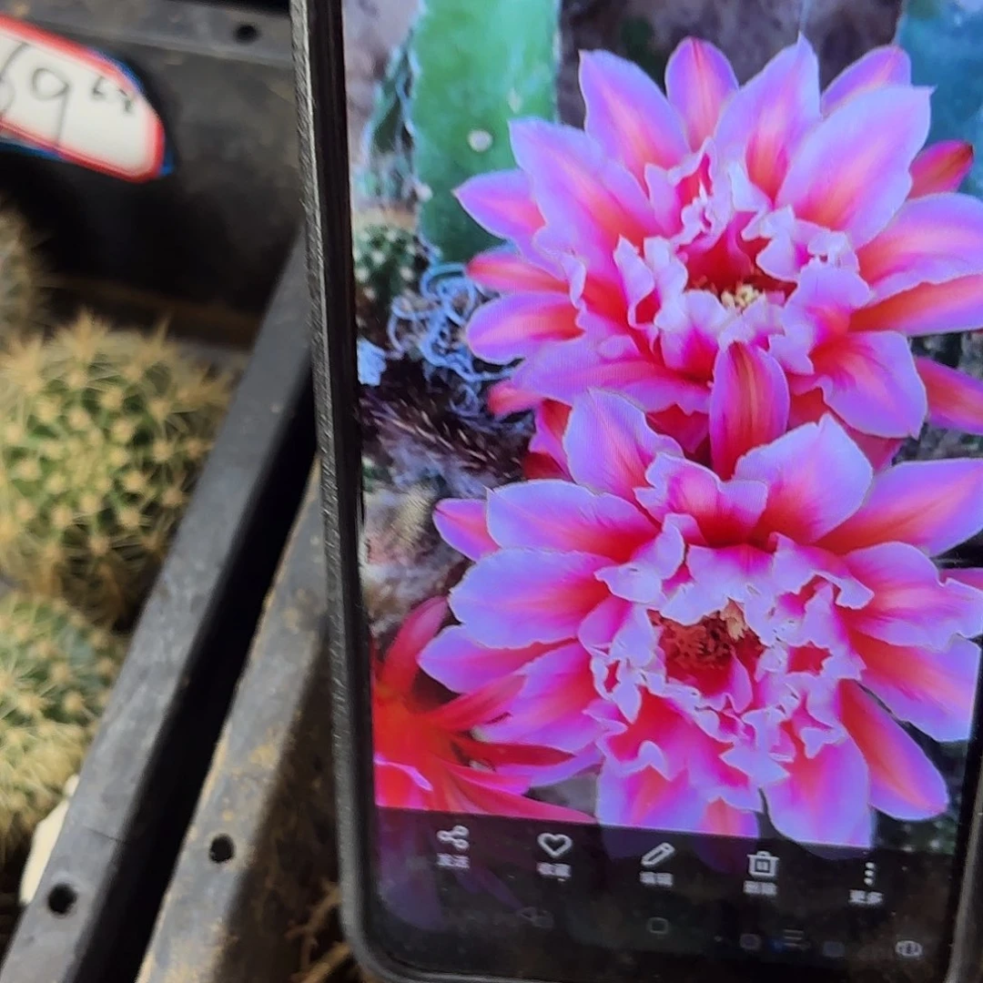 毛花城堡无根侧牙20包邮23