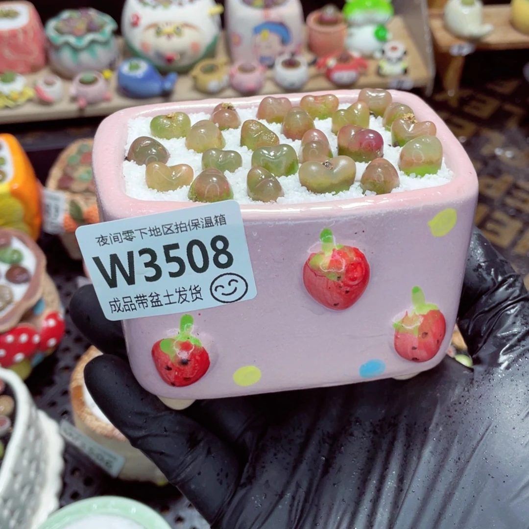 花***奴夜间零下地区拍保温箱w3508