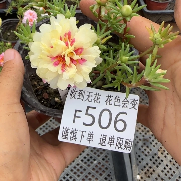 无花朵F506超小苗盆口10cm
