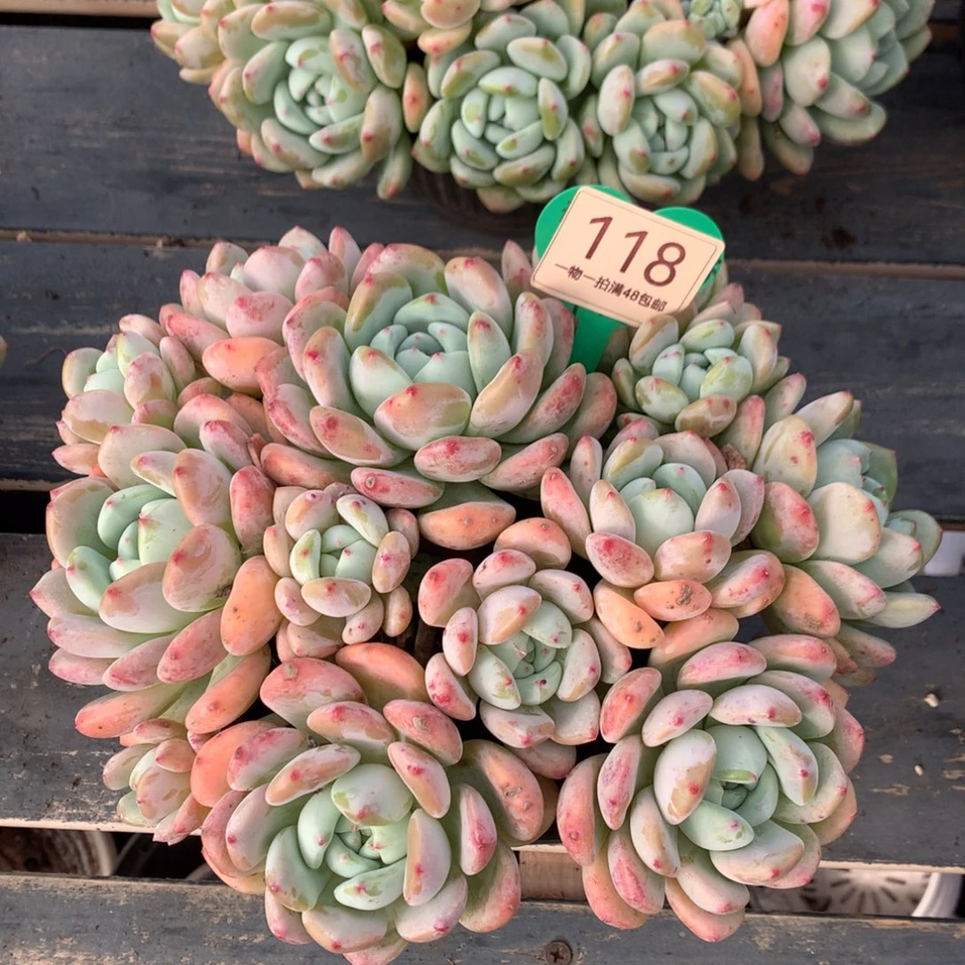 大叶望舒老桩无砍平头118