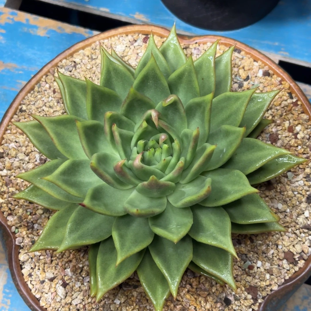 多肉植物一物一拍21