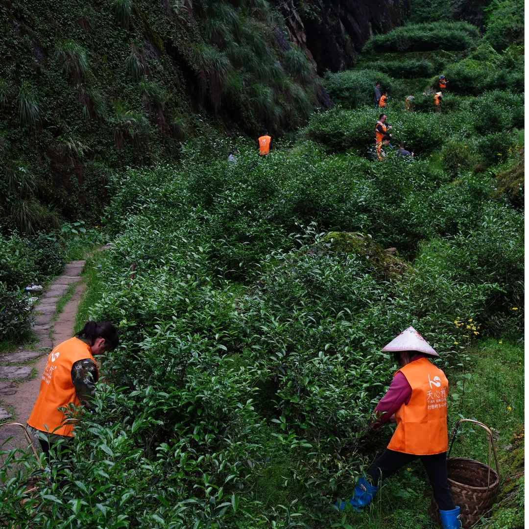 天心村专用代拍链接6 天心村 只做正岩茶链接6