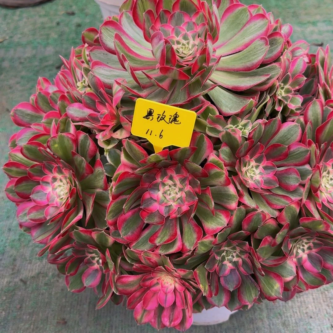 孔雀翎8888888888