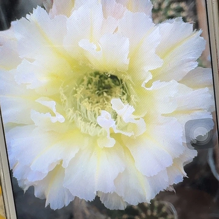 卷可可侧芽4公分彩草