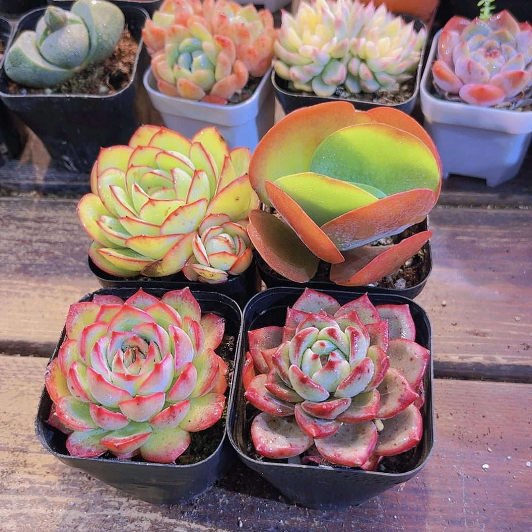 夜魔侠➕牡丹亭➕唐印➕侧影