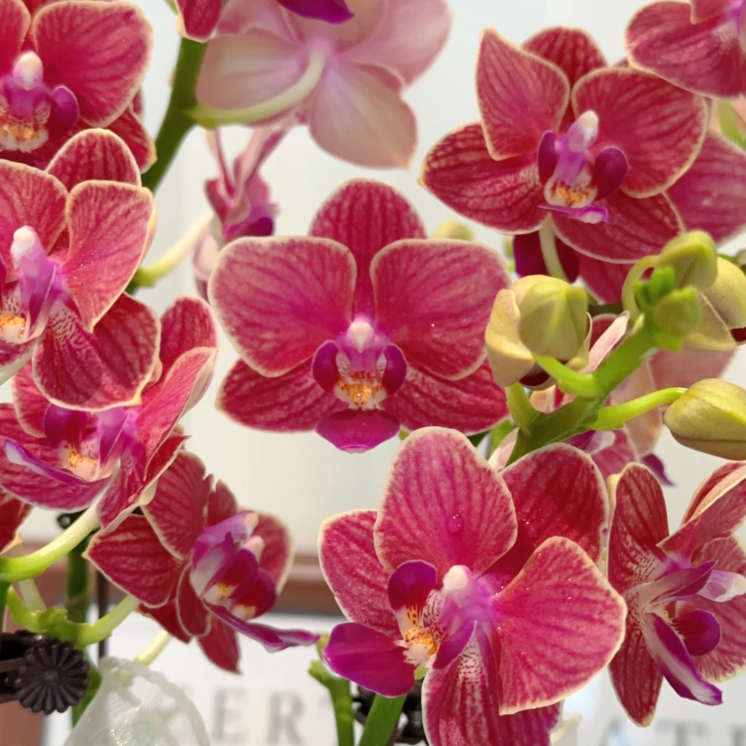 成功优选【金边玲珑】蝴蝶兰精致组盆花卉盆栽四季植物