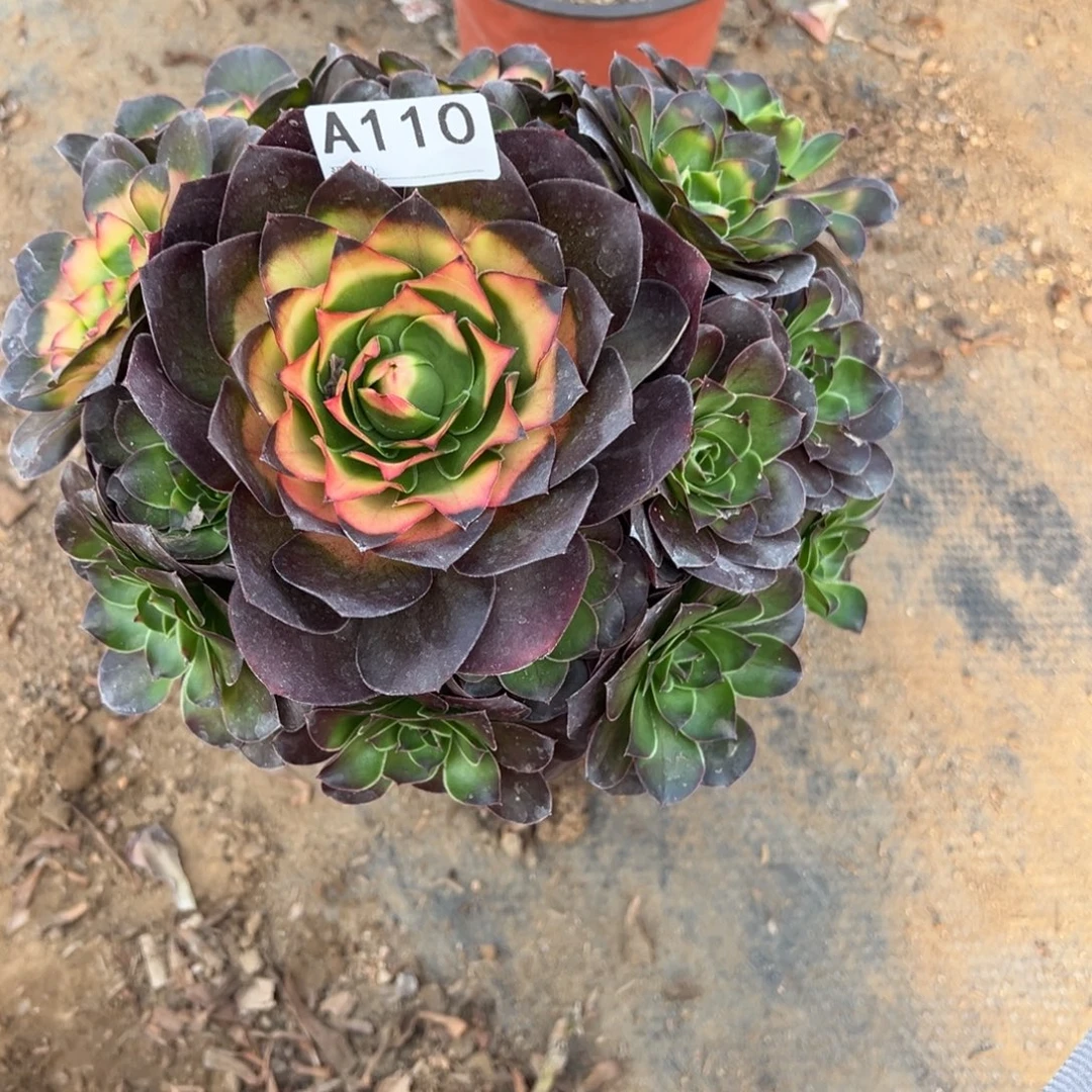 110玫金玫瑰多肉植物法师多肉