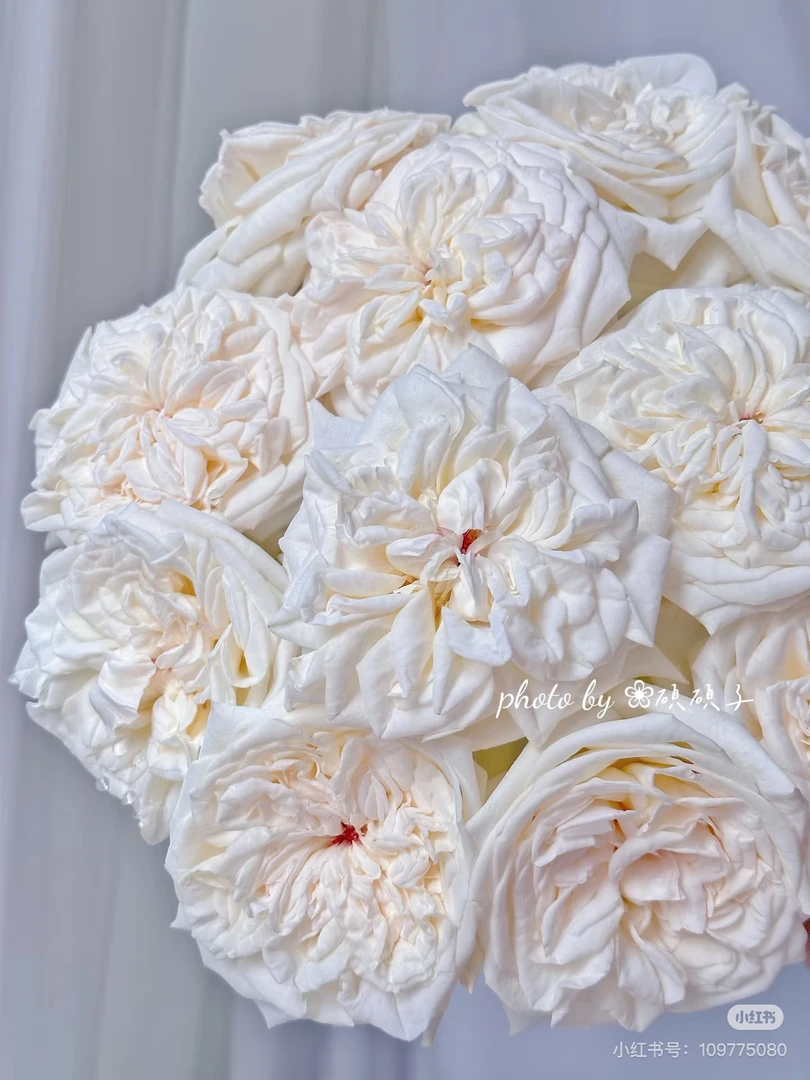 （单头玫瑰）白荔枝10支！三件顺丰空运20%不售后