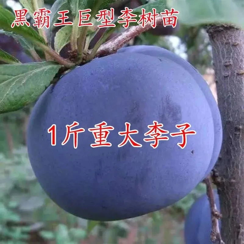 李子树苗当年特大嫁接早熟南北方品种种植结果果树苗黑霸王李子苗