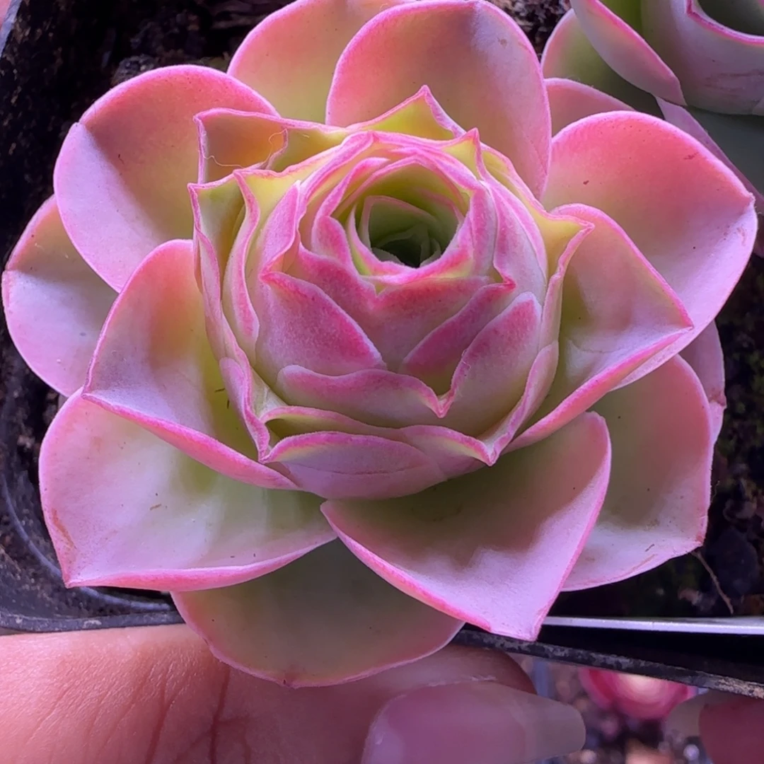 L258半城玫瑰紫月