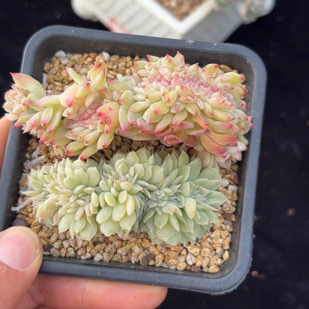 新年快乐新年快乐