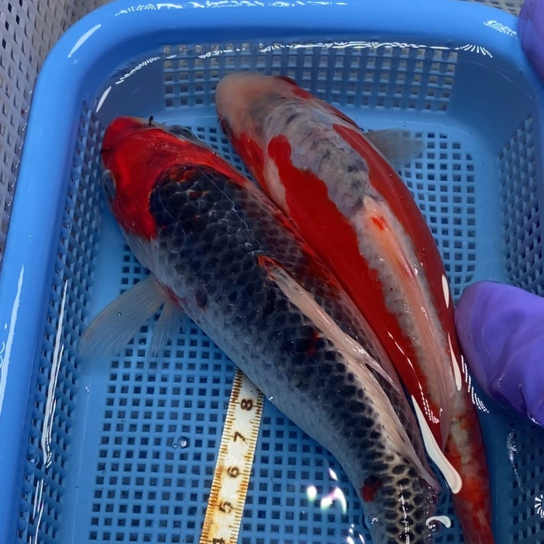 锦鲤冷水锦鲤包邮