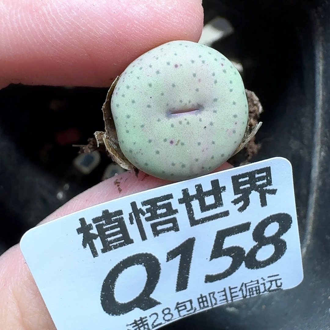 多肉植物的人续刚刚
