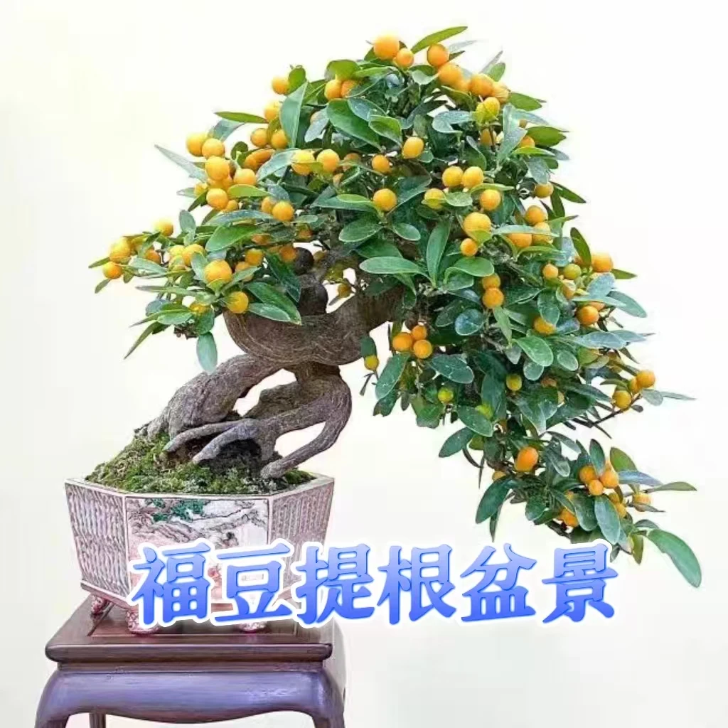 福豆帝王豆直播一物一拍带果嫁接招财金福豆室内外观赏盆景素材