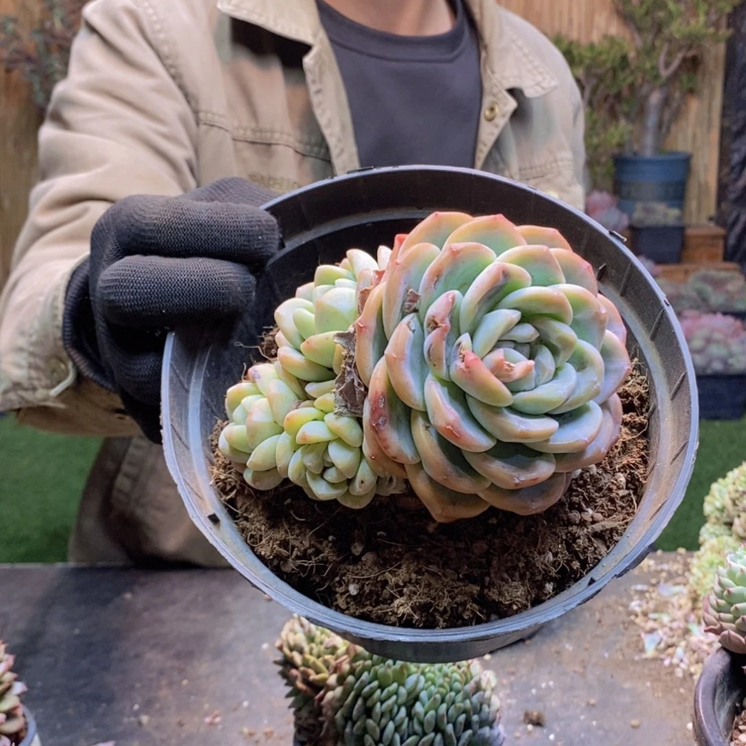 梵*63 号冰玉群多肉