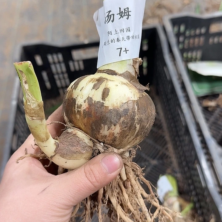 朱顶红汤姆7厘米开花球