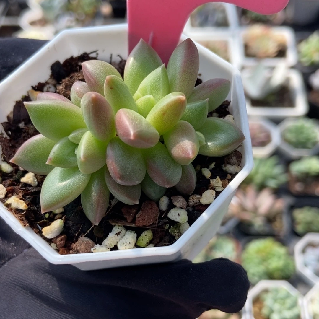 942迷雾泡泡多肉植物