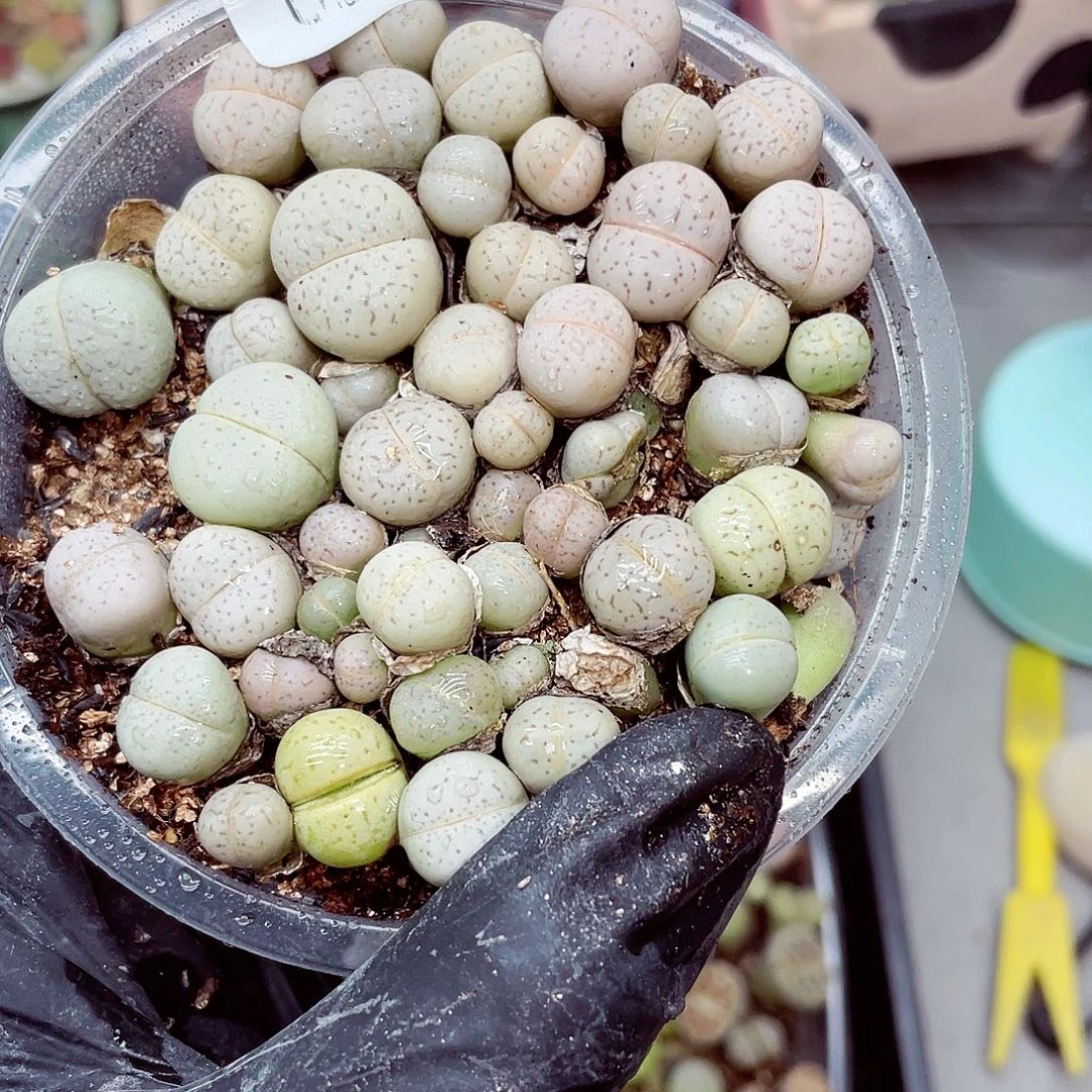 生石花满18包邮0926-45