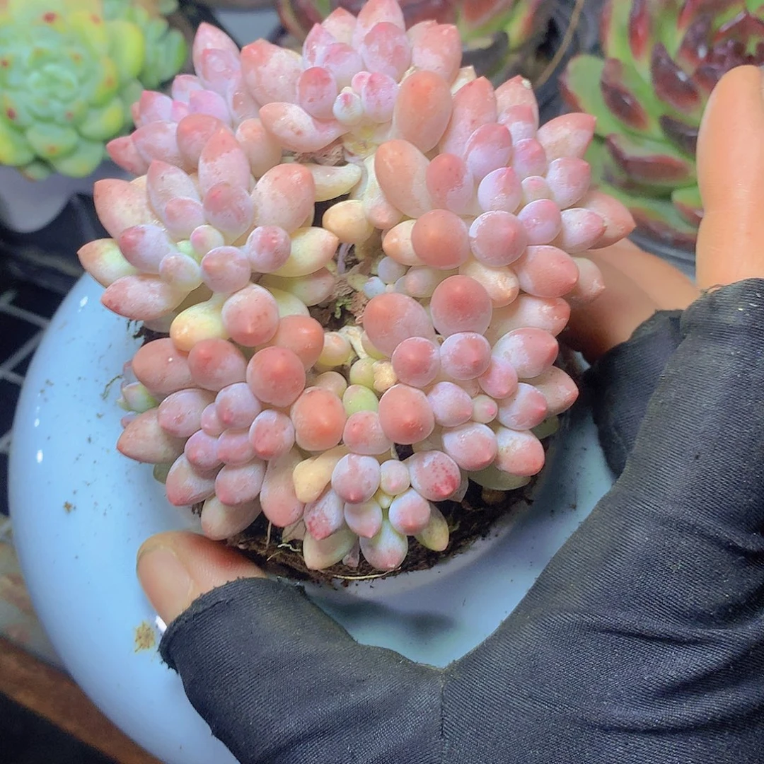 樱花奶3567899000000
