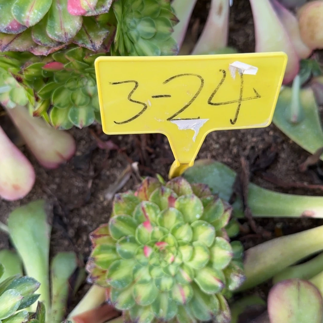 兰3-24---多头多肉植物