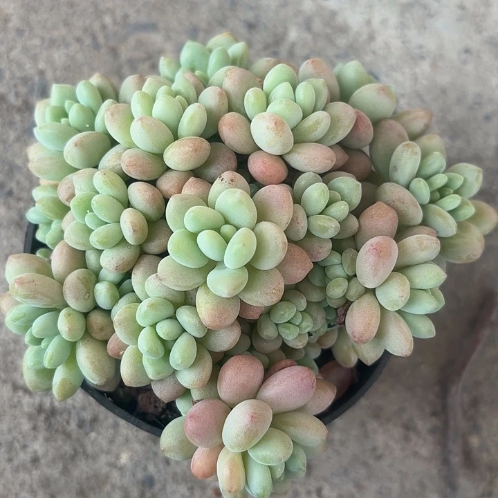 鱼子酱多肉植物盆栽