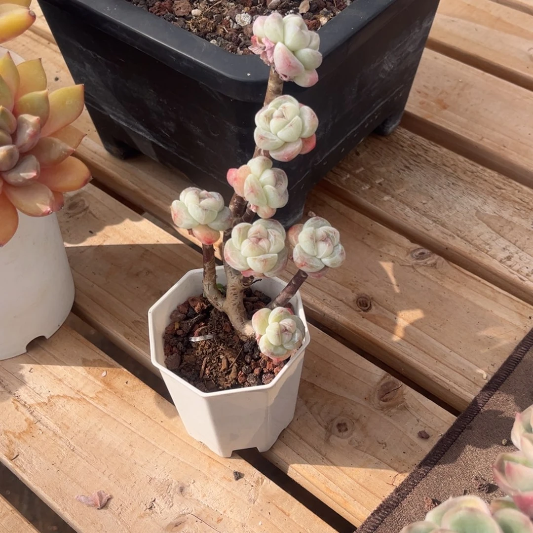 贩***光月光姐姐的冰玉补差