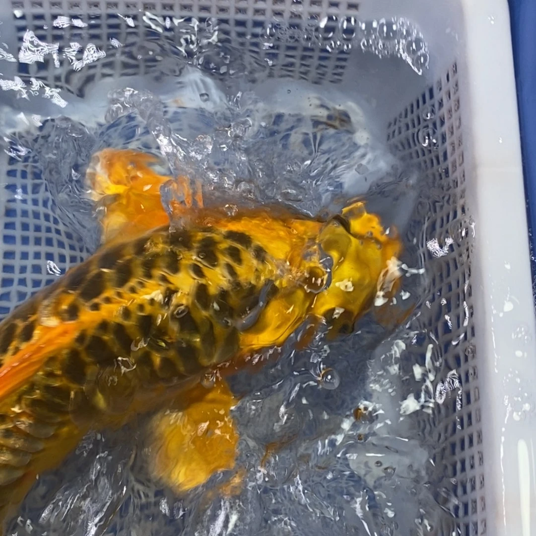 锦鲤冷水锦鲤包邮