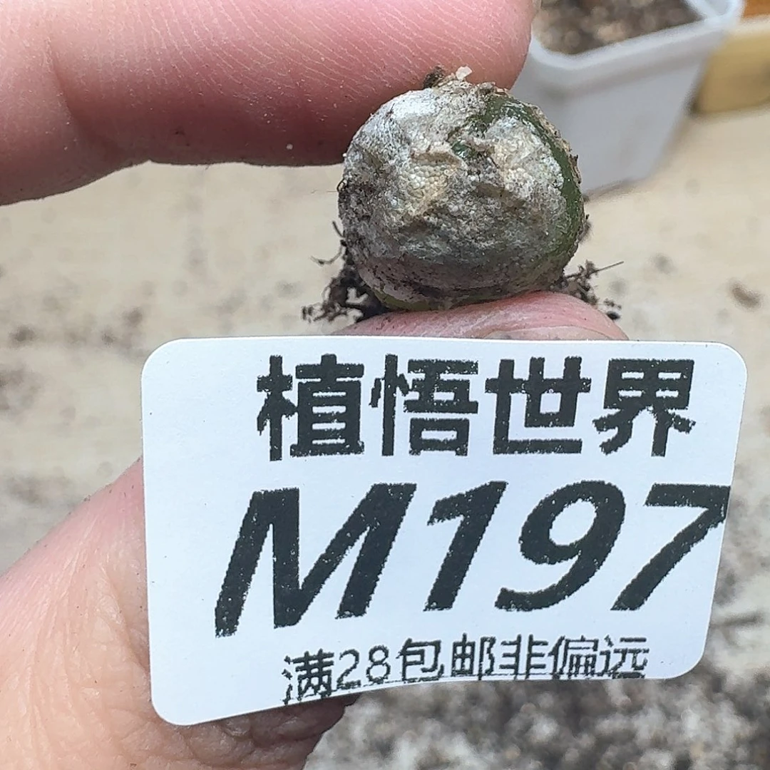 多肉植物的润泽额额