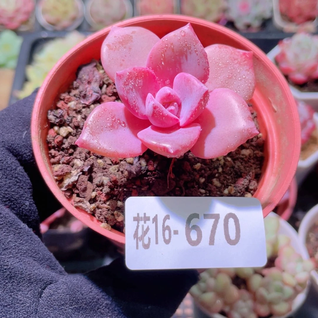 花利美16-670彩虹糖