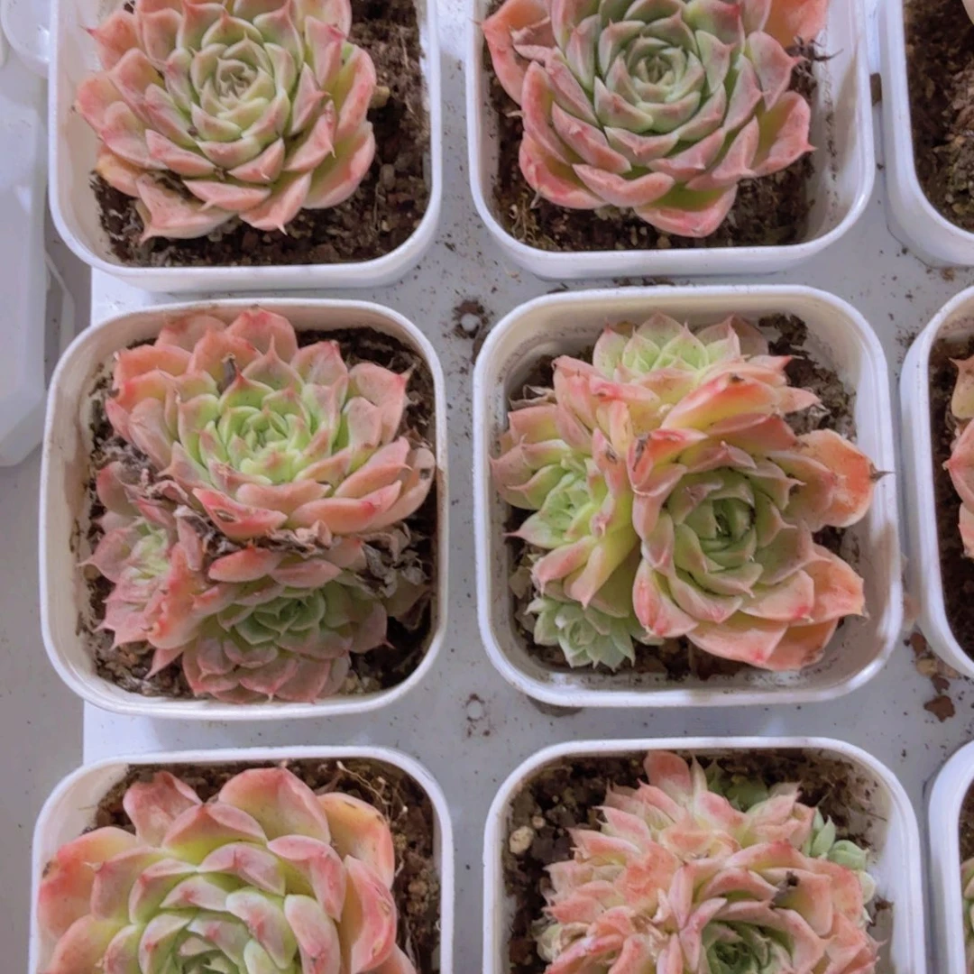 芒果雪山两盆一组