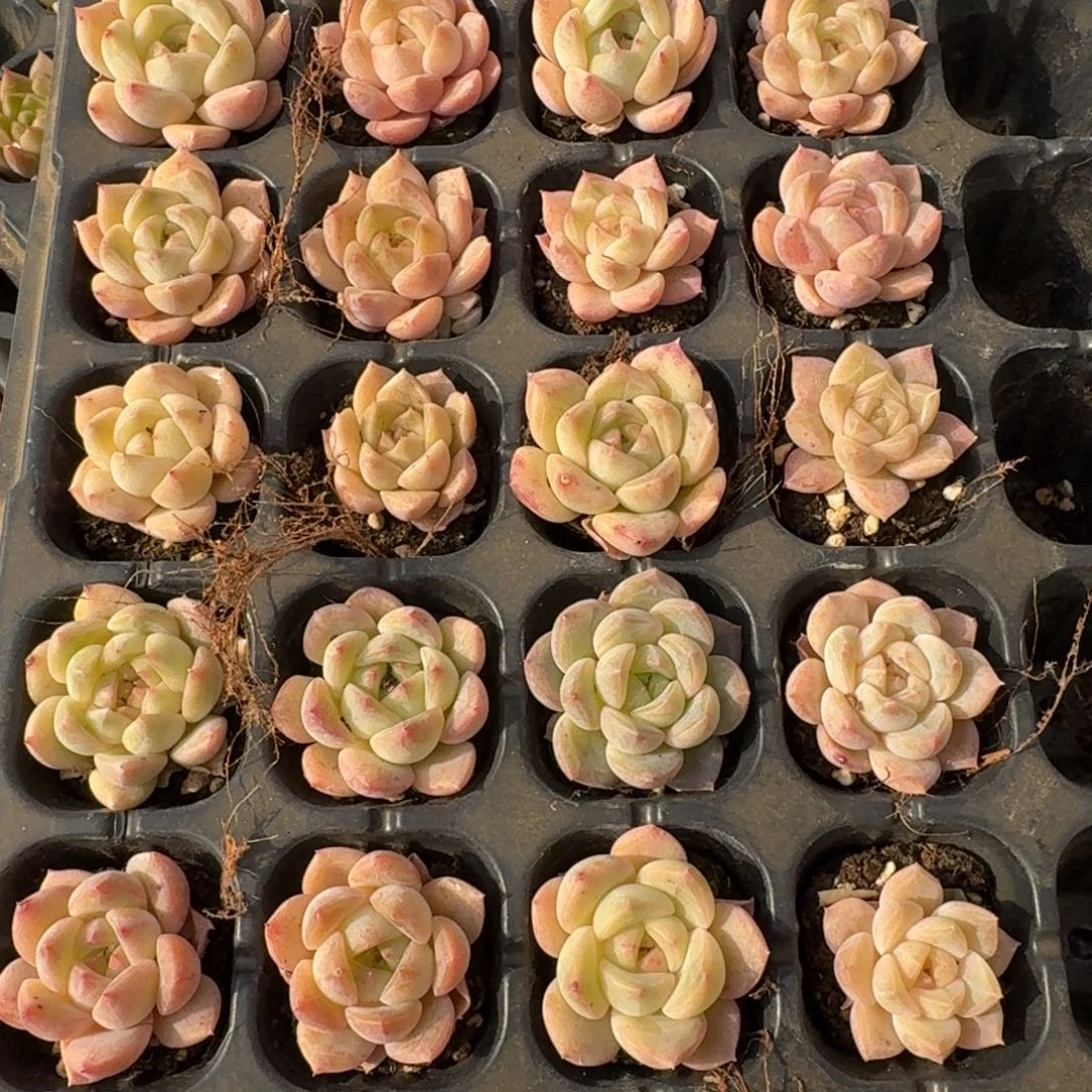 22-51粉白糖心二十四颗带穴盘发货