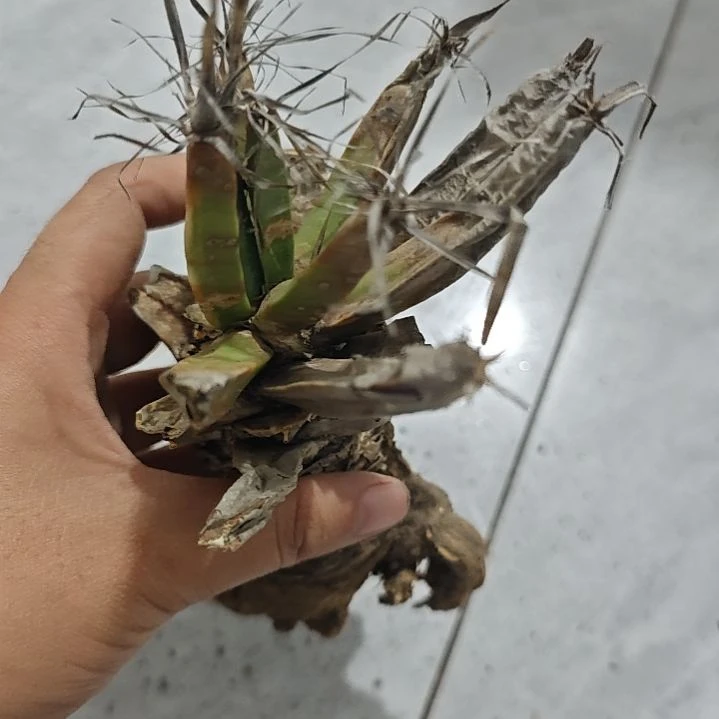 一物一拍，老家光山！！！