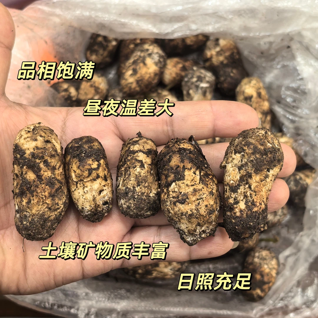 昆明发货怒江香格里拉子弹头新鲜松茸2-4cm1kg顺丰冷链包邮到家