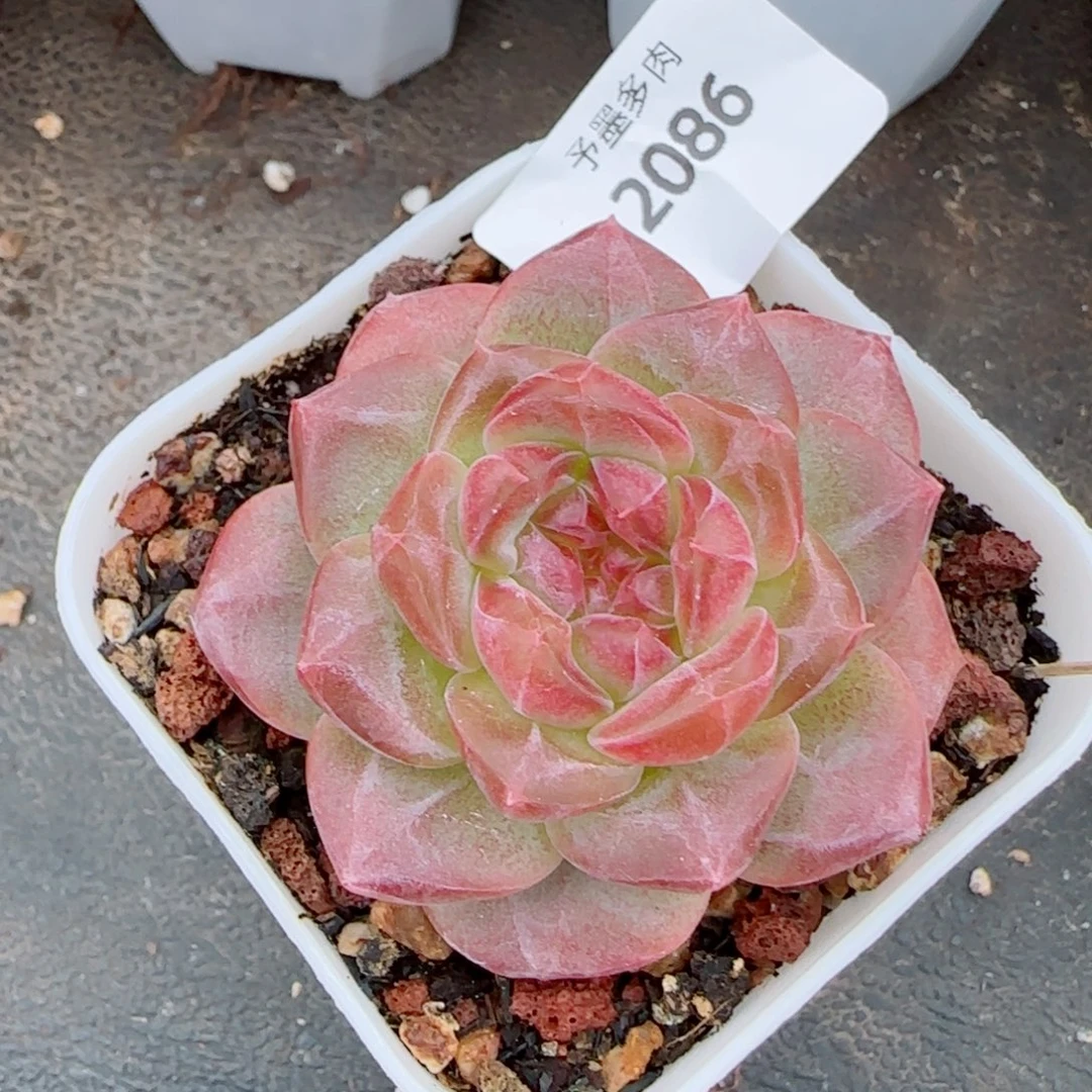 琥珀，2086多肉植物