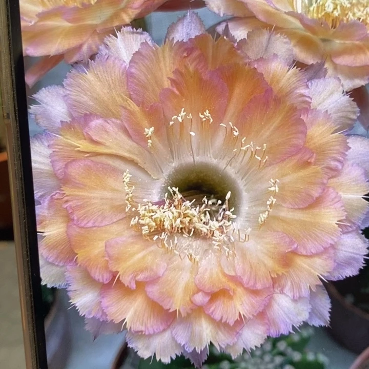 香香心舞侧芽2.5公分左右