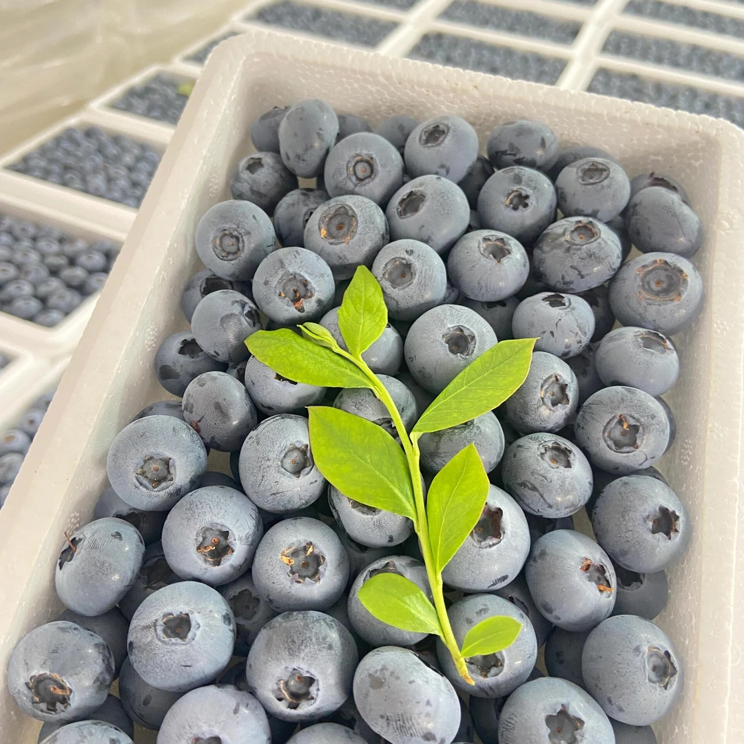 【同城小时达】丹东头茬蓝莓 一箱15mm－22mm  超甜多汁 净重400－450克