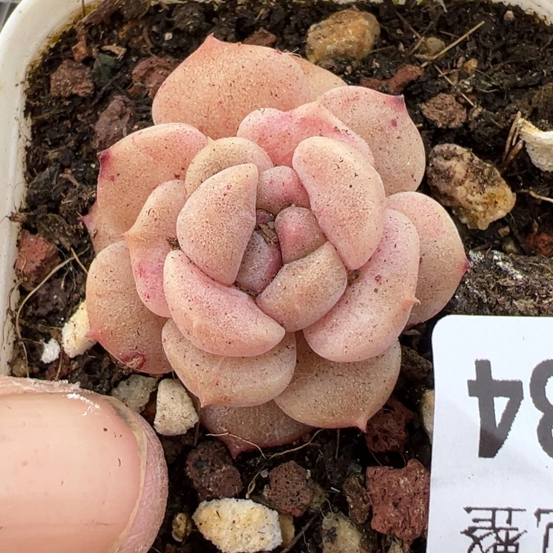 小卡拉米糖心一物一拍21-34