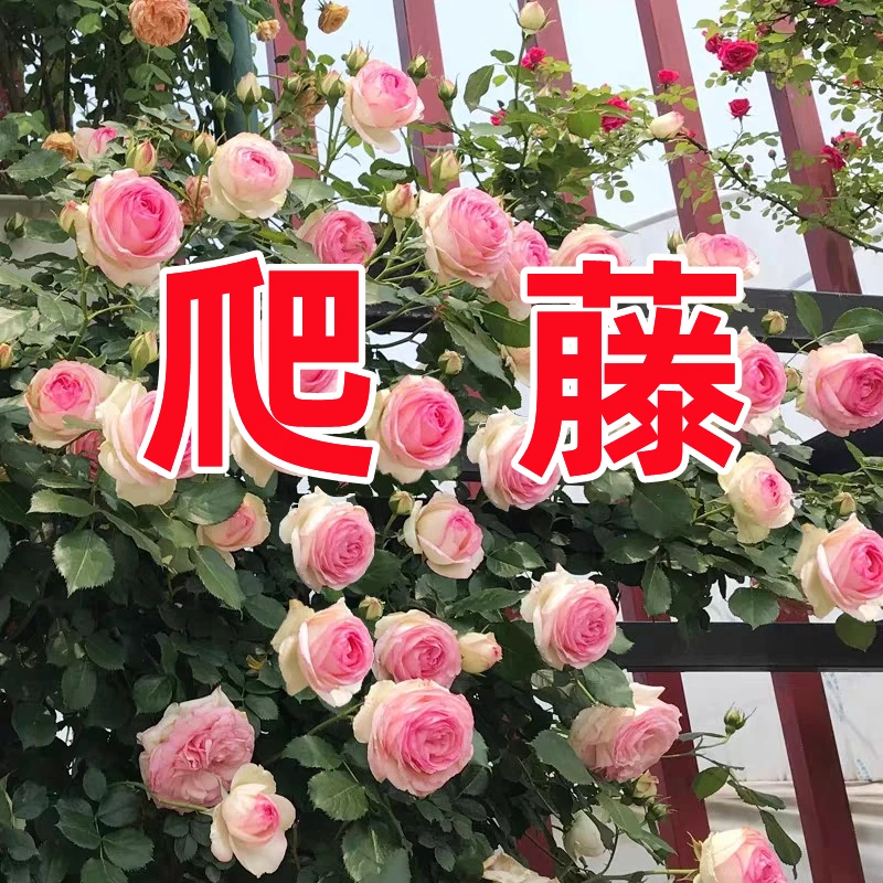【云南3棵装】蔷薇花苗优选大桩苗四季开花月月开爬藤爬墙月季花苗