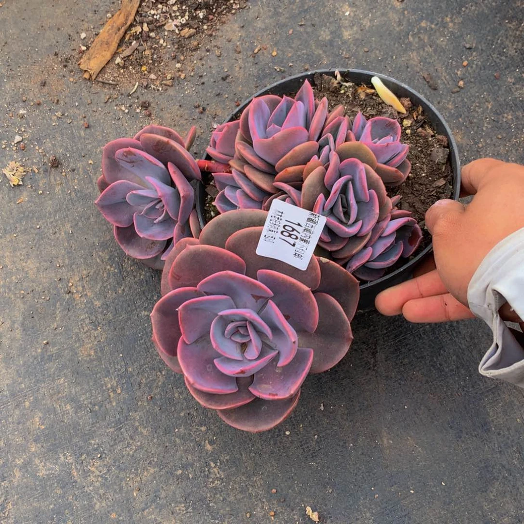 用**白1687尘埃玫瑰多肉