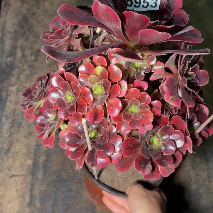 26953美杜莎多肉植物