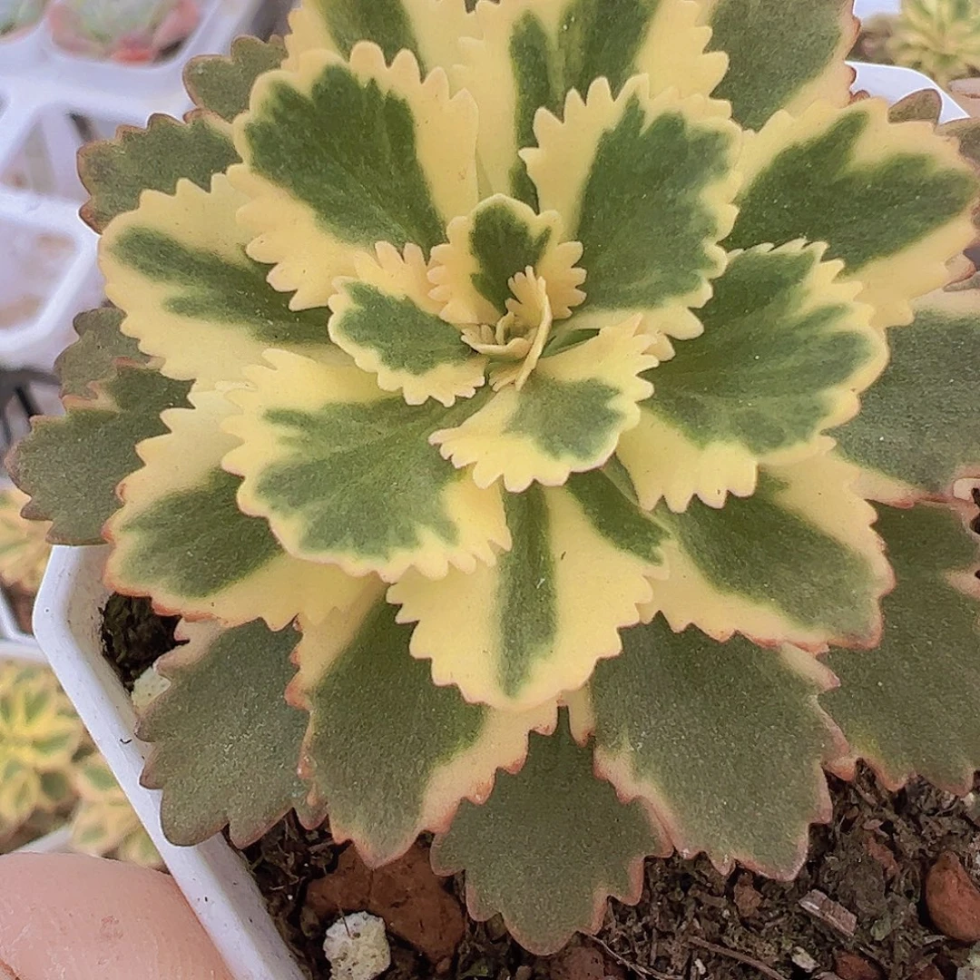 亚特兰蒂斯锦19包邮
