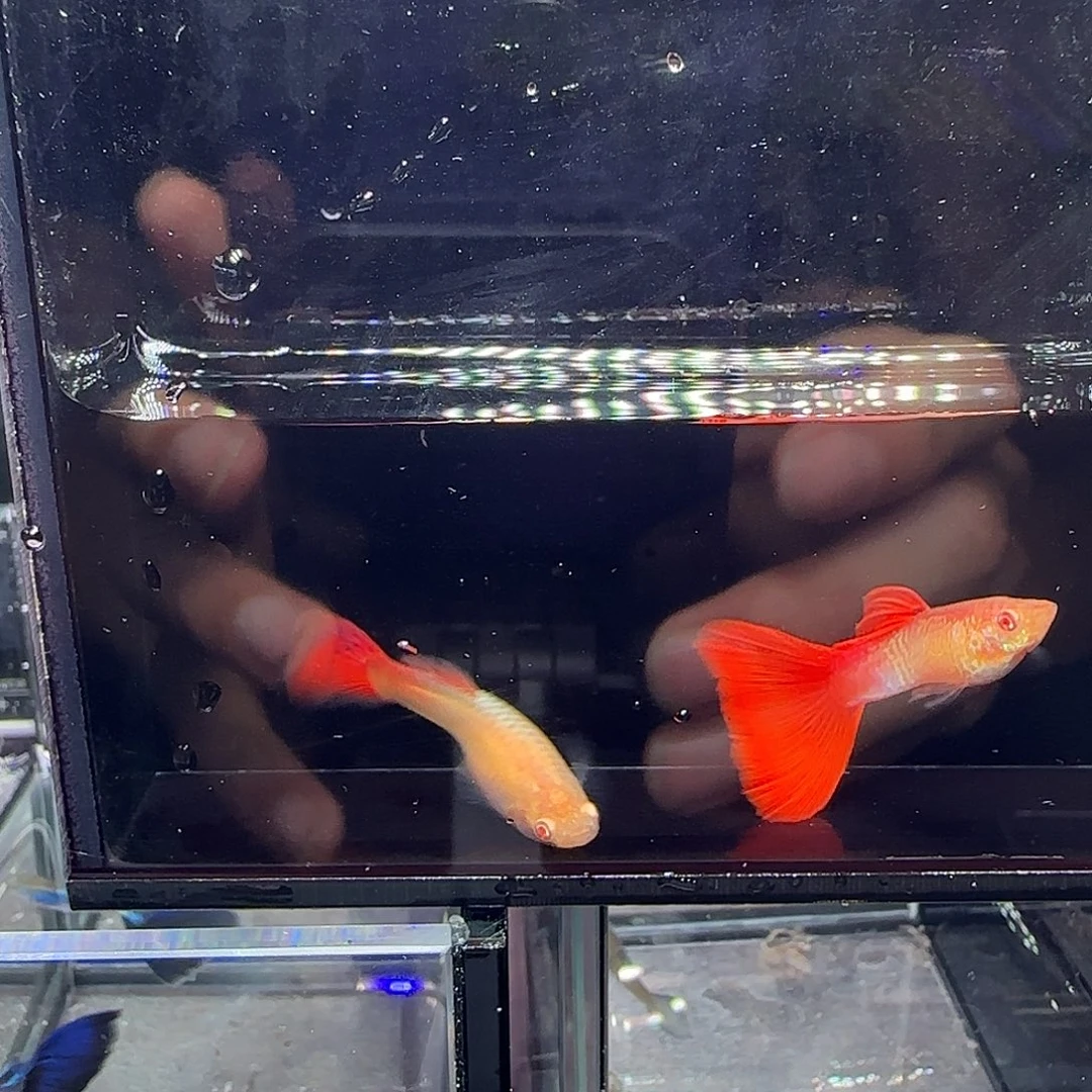 孔雀鱼蛇纹红尾两对，三个月